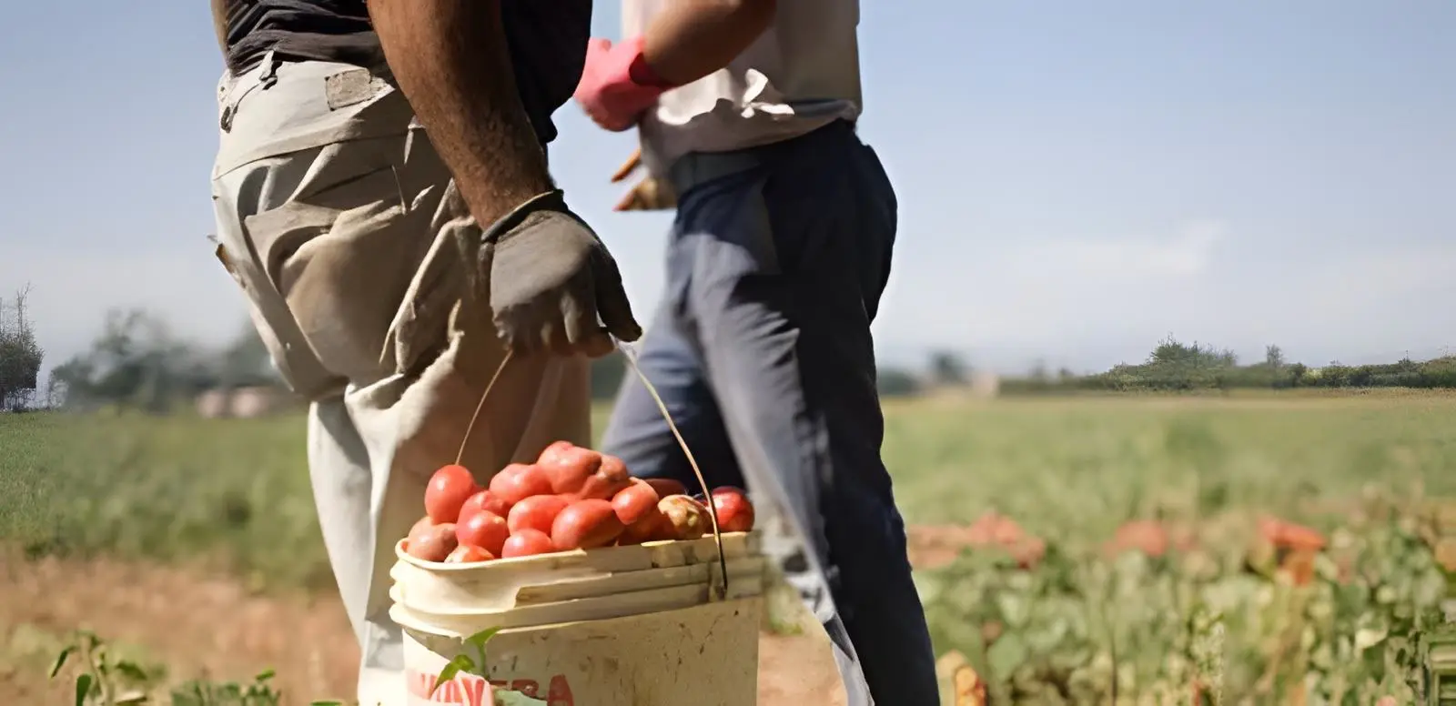 Satnam di Mario Gelardi, braccianti al lavoro in un campo di pomodori